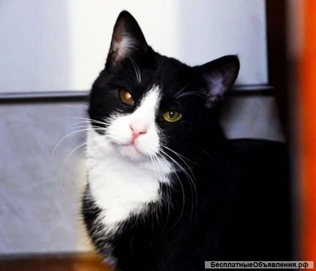 Особенный котик ищет дом