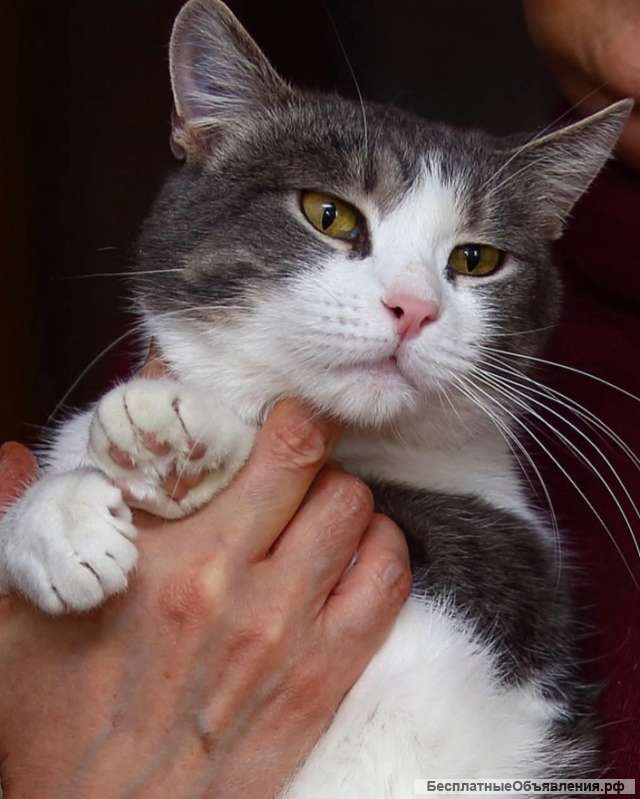 Кошечка Мотя заждалась хозяина