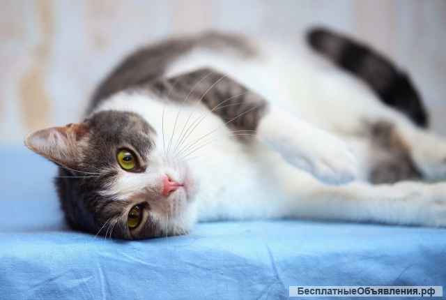 Кошечка Мотя заждалась хозяина