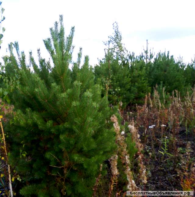 Саженец Сосны с корнем, Берёза Обыкновенная