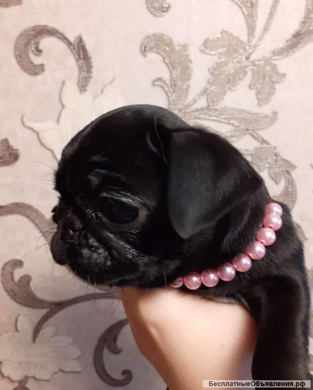 Щенки Мопса