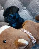 Щенки Мопса