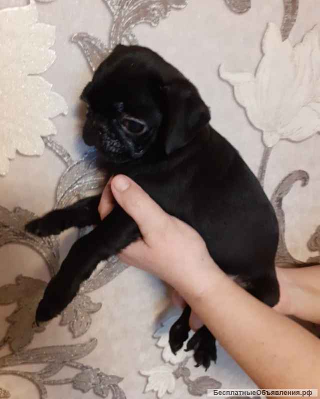 Щенки Мопса