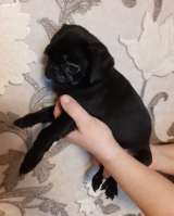 Щенки Мопса