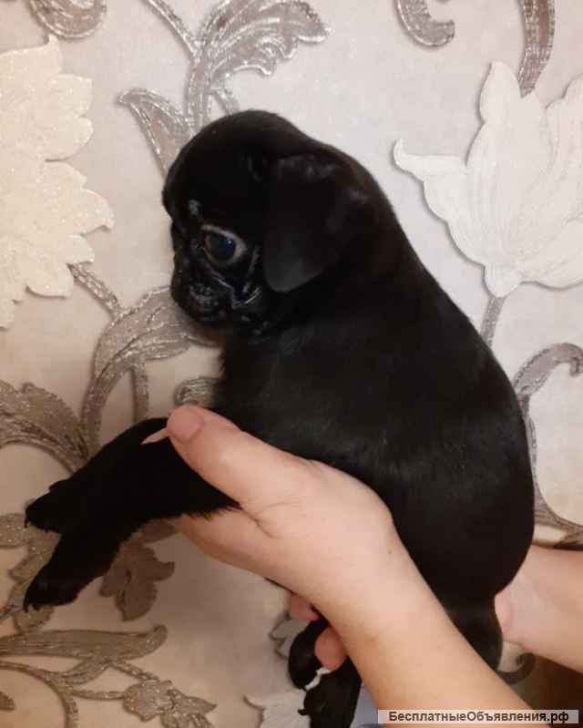 Щенки Мопса