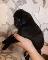 Щенки Мопса