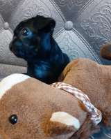 Щенки Мопса