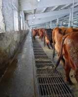 Напольное покрытие для животноводческих ферм