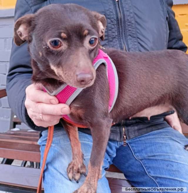 Маленькая Тая ищет дом