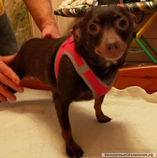 Маленькая Тая ищет дом