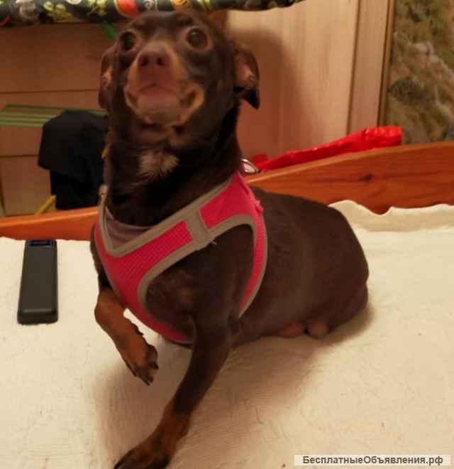 Маленькая Тая ищет дом