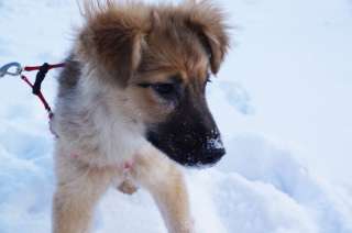 Персиковое чудо Ева