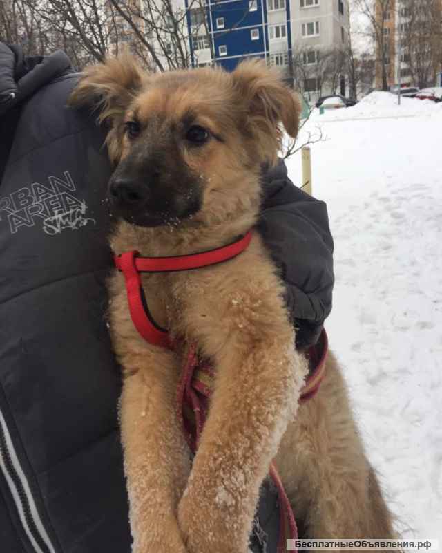 Персиковое чудо Ева