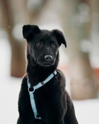 Уголечек Берта