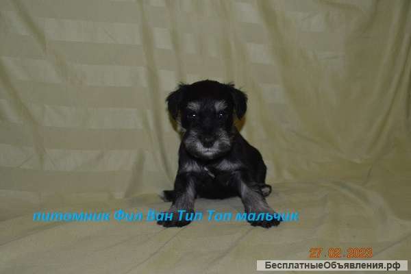 Щенки Цвергшнауцера черный с серебром из питомник