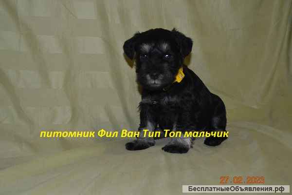 Щенки Цвергшнауцера черный с серебром из питомник