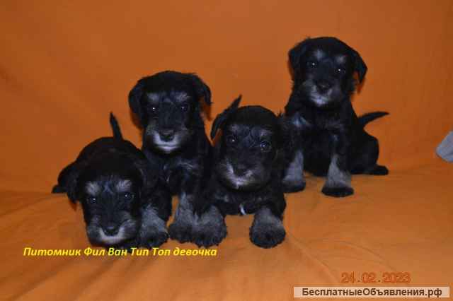 Щенки Цвергшнауцера черный с серебром из питомник