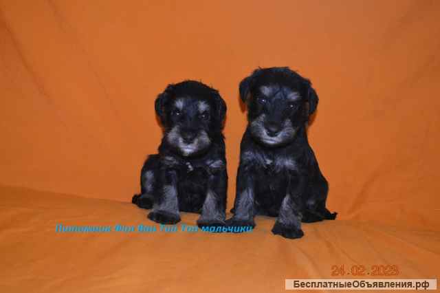 Щенки Цвергшнауцера черный с серебром из питомник