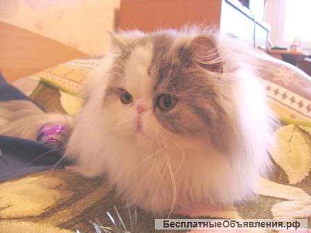 Добрая кошка