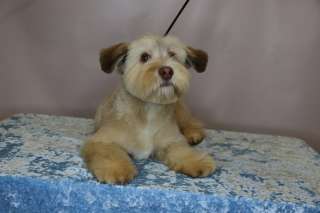 Милашка-щенок Афоня в добрые руки