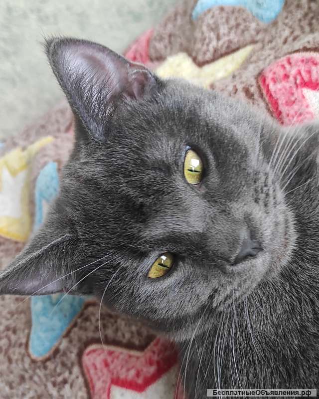 Отдам в добрые руки