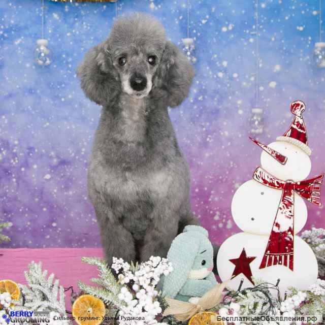 Серебристый породный малый пудель Сильвер в добрые руки