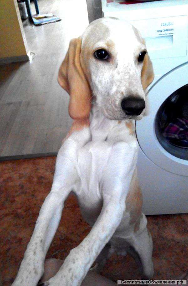 Англо-французскаямалая рыже-пегая гончая