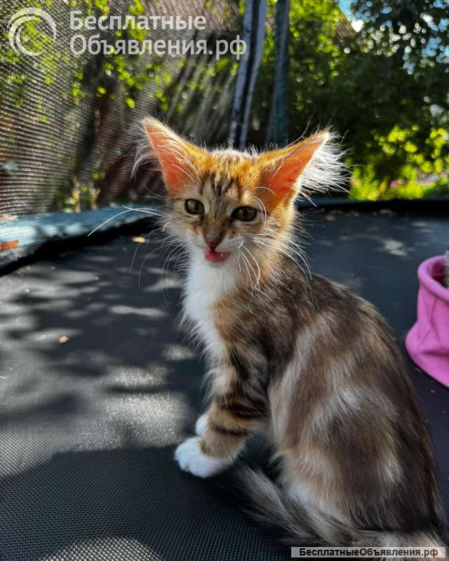 Маленькие Котята брат и сестра в дар