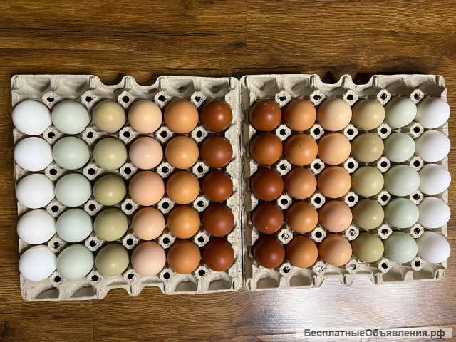 Настоящее фермерское куриное яйцо