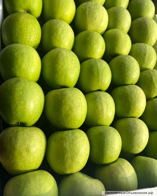 Яблоко Симиренко