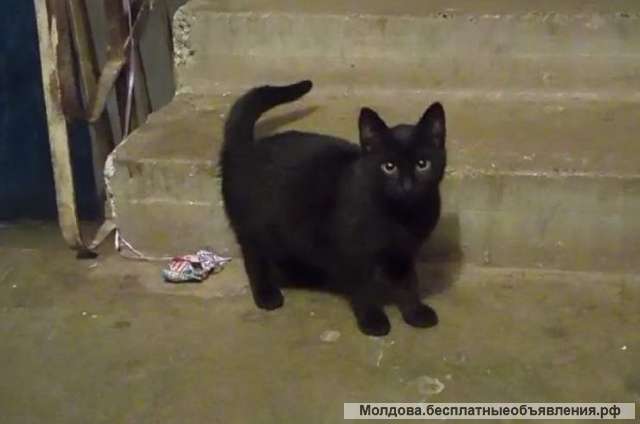 Чёрный котёнок сирота