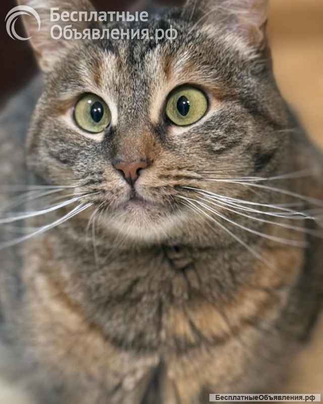 Кошка Муся в добрые руки