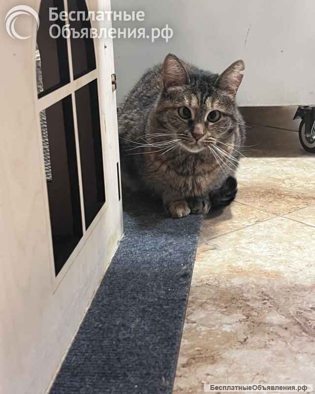 Кошка Муся в добрые руки