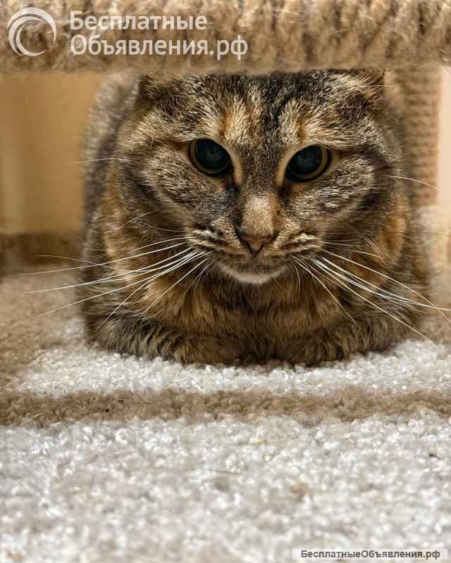 Кошка Муся в добрые руки