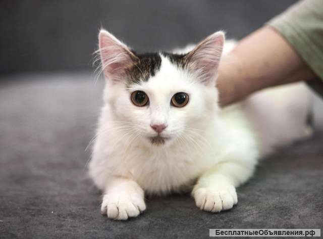 Котята бесплатно