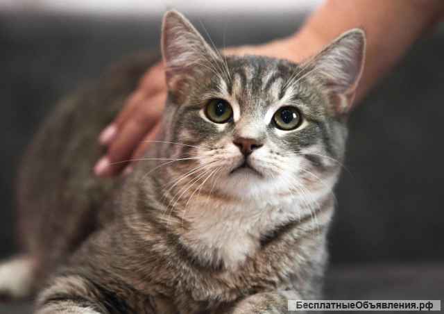 Котята бесплатно