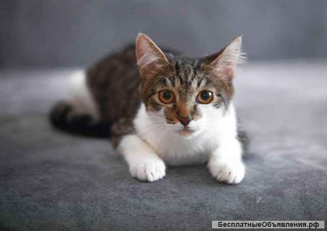 Котята бесплатно