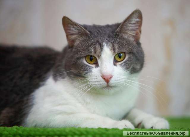 Замечательная кошечка ждет в приюте хозяина