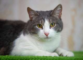 Замечательная кошечка ждет в приюте хозяина