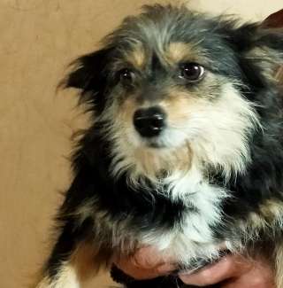 Малютка Пикси ищет дом