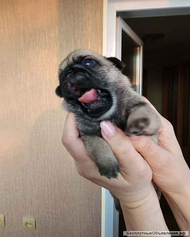 Щенки мопса