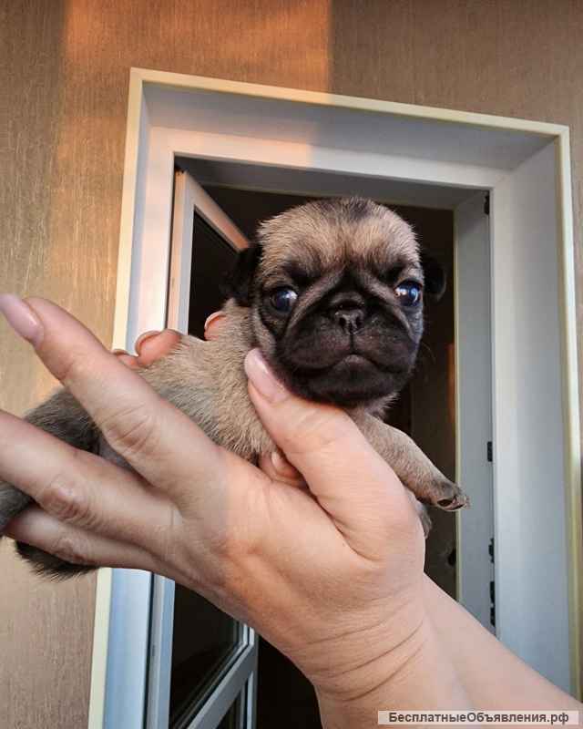 Щенки мопса