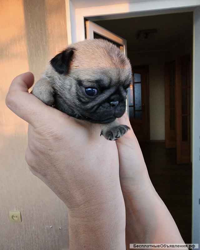 Щенки мопса