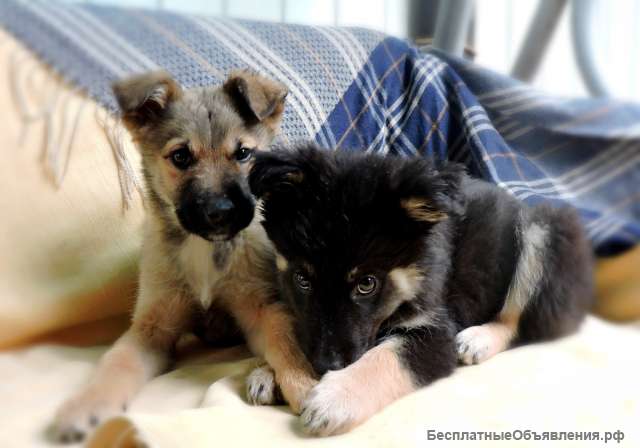Маленькие щенки-метисы мальчики и девочки в добрые руки