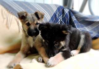 Маленькие щенки-метисы мальчики и девочки в добрые руки