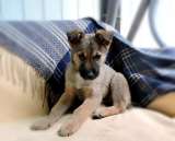 Маленькие щенки-метисы мальчики и девочки в добрые руки