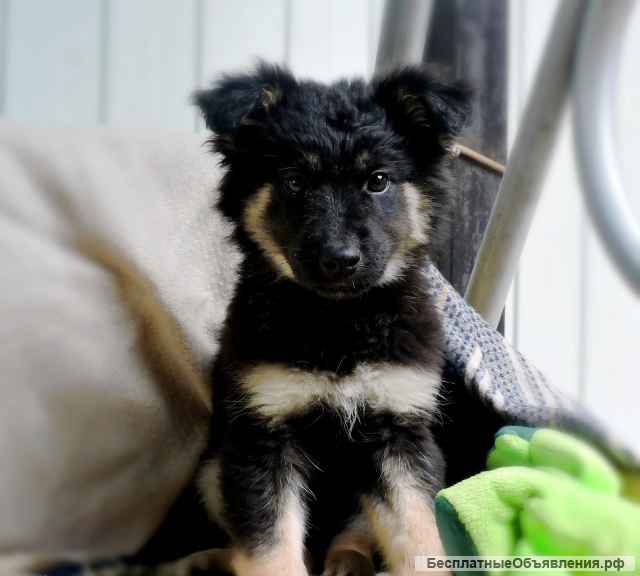Маленькие щенки-метисы мальчики и девочки в добрые руки