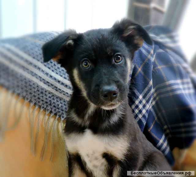 Маленькие щенки-метисы мальчики и девочки в добрые руки