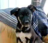 Маленькие щенки-метисы мальчики и девочки в добрые руки