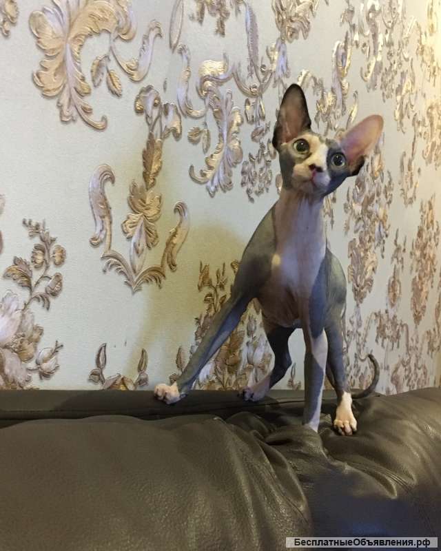 Котята канадского сфинкса